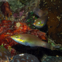 Halichoeres chloropterus (Pastel-Green Wrasse)