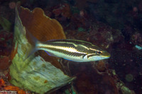 Pentapodus trivittatus (Three-Striped Whiptail)