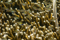 Zoramia leptacantha (Threadfin Cardinalfish)
