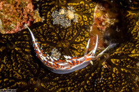 Caloria indica (Indian Caloria)