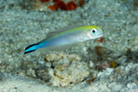 Malacanthus brevirostris (Flagtail Blanquillo)