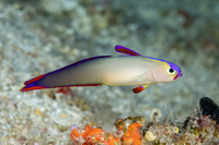 Nemateleotris decora (Decorated Dartfish)