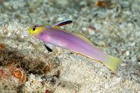 Nemateleotris lavandula (Lavender-Blushed Dartfish)