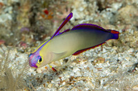 Nemateleotris decora (Decorated Dartfish)