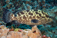 Epinephelus polyphekadion (Camouflage Grouper)