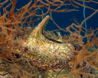 Pteria penguin (Common Wing Oyster)