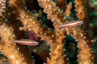 Eviota bifasciata (Twostripe Dwarfgoby)