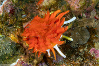 Spondylus varius (Variable Thorny Oyster)
