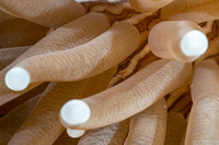 Cuapetes sp.2 (Cuapetes sp.2)