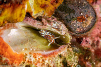 Caloria indica (Indian Caloria)