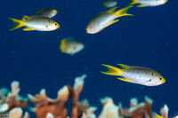 Neopomacentrus nemurus (Coral Demoiselle)