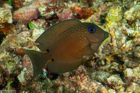 Ctenochaetus binotatus (Twospot Bristletooth)