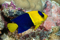 Centropyge bicolor (Bicolor Angelfish)