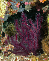 Menella sp.1 (Menella sp.1)