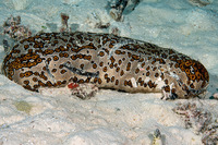 Bohadschia argus (Argus Sea Cucumber)