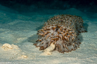 Thelenota ananas (Pineapple Sea Cucumber)
