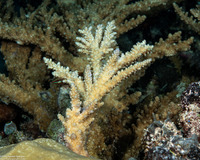 Acropora grandis (Great Staghorn Coral)