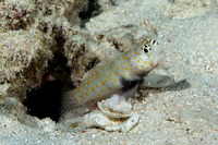 Amblyeleotris guttata (Spotted Shrimpgoby)