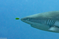 Naucrates ductor (Pilot Fish)