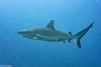 Carcharhinus amblyrhynchos (Gray Reef Shark)