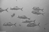 Caranx sexfasciatus (Bigeye Trevally)