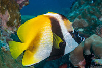 Heniochus monoceros (Masked Bannerfish)