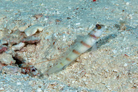 Amblyeleotris steinitzi (Steinitz' Shrimpgoby)