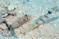 Amblyeleotris steinitzi (Steinitz' Shrimpgoby)