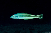 Malacanthus latovittatus (Blue Blanquillo)