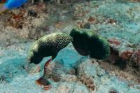Macropharyngodon negrosensis (Black Leopard Wrasse)