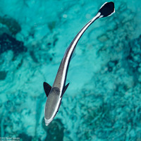 Echeneis naucrates (Sharksucker)