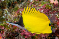 Forcipiger flavissimus (Common Longnose Butterflyfish)