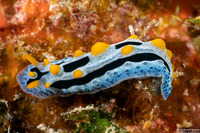 Phyllidia coelestis (Celestial Phyllidia)