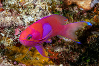 Pseudanthias pleurotaenia (Squarespot Anthias)