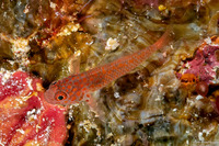 Trimma okinawae (Okinawa Pygmygoby)