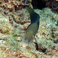 Hemigymnus melapterus (Blackeye Thicklip)