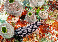 Phyllidiella pustulosa (Pustulose Phyllidia)