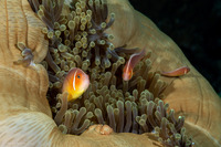 Amphiprion perideraion (Pink Anemonefish)