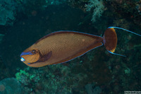 Naso vlamingii (Bignose Unicornfish)