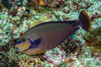 Naso vlamingii (Bignose Unicornfish)