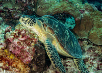 Chelonia mydas (Green Sea Turtle)
