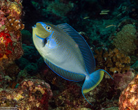 Naso vlamingii (Bignose Unicornfish)