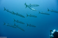 Sphyraena qenie (Blackfin Barracuda)