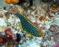 Macropharyngodon meleagris (Leopard Wrasse)