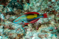 Cirrhilabrus exquisitus (Exquisite Fairy Wrasse)