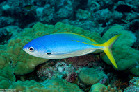 Caesio teres (Blue and Yellow Fusilier)