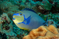Naso vlamingii (Bignose Unicornfish)