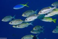 Gnathodentex aureolineatus (Striped Large-Eye Bream)