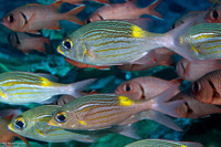 Gnathodentex aureolineatus (Striped Large-Eye Bream)