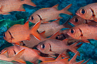Myripristis berndti (Bigscale Soldierfish)